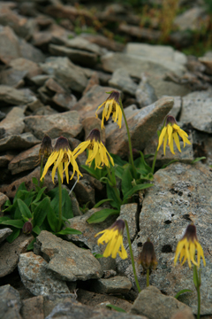 Arnica lessingii in Alaska