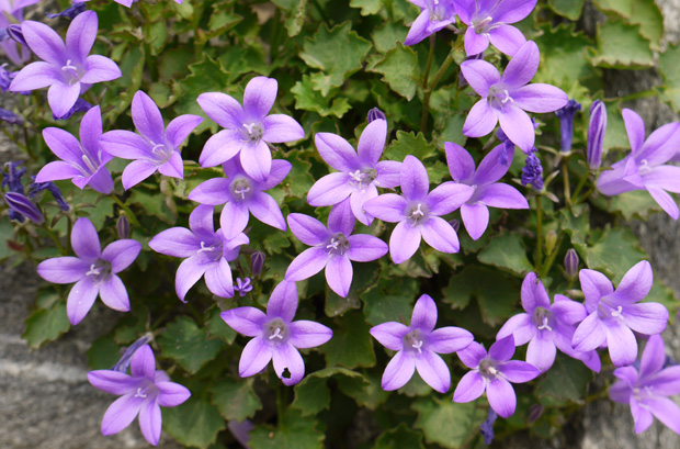 Campanula portenschlagiana 'Resholdt's Variety'