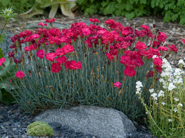 Dianthus 'Frosty Fire'