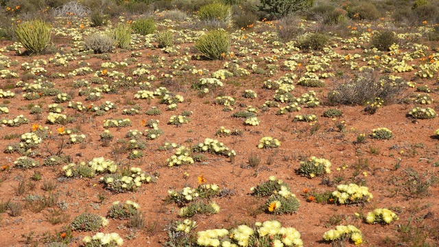Cheiridopsis denticulata in South Africa