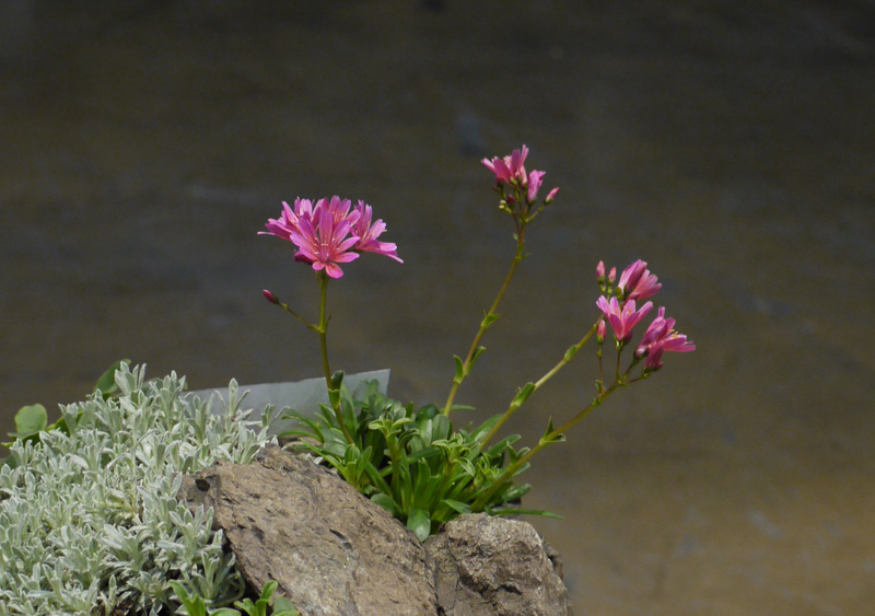 hypertufa troughs