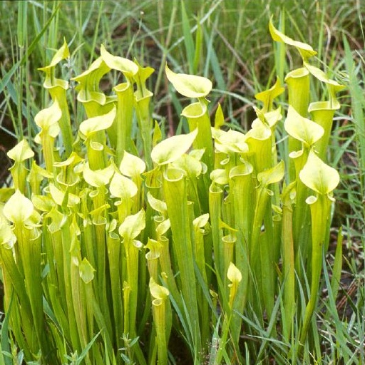 Sarracenia flava in the wild