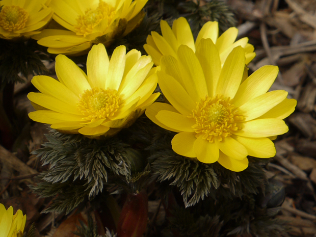 Adonis amurensis