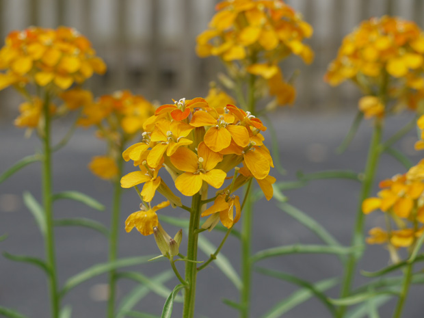 Erysimum capitatum, Rocky Mountain wallflower