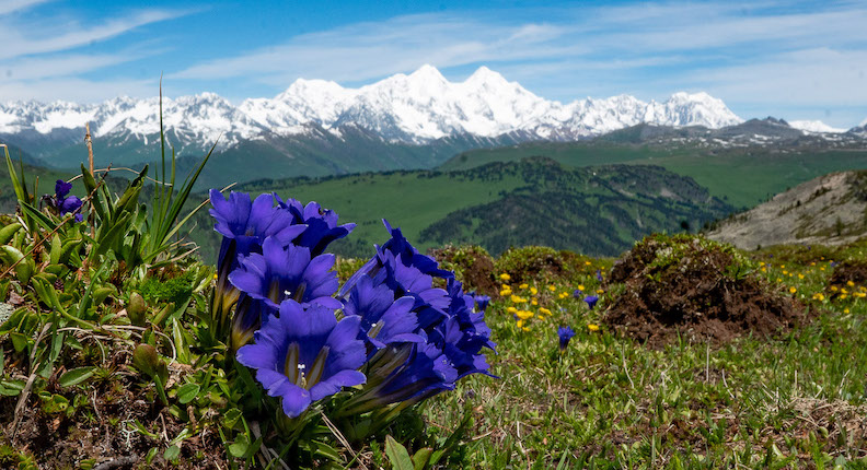 Gentians in Kazakhstan