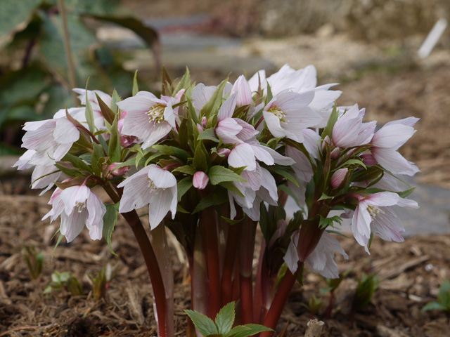 Helleborus thibetanus