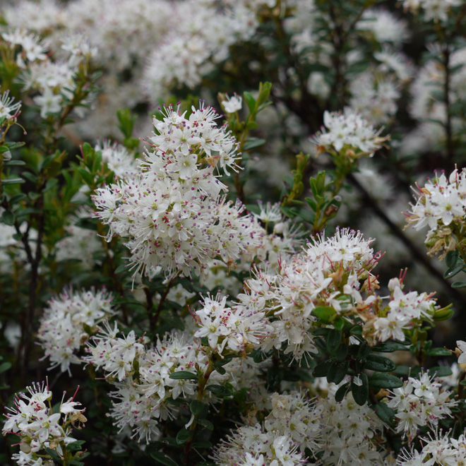 sand myrtle (Kalmia buxifolia)