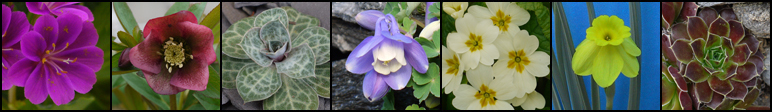 rock garden plants