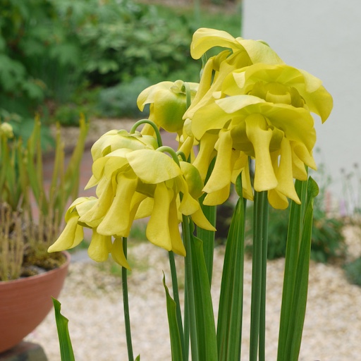 Sarracenia flava flowers
