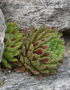 Sempervivum arachnoideum 'Stanfieldii'